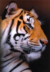 Dungo tiger