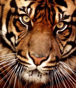 Conway tiger